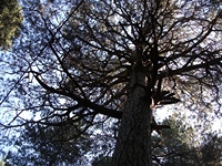 ppinazzu-20110828 011